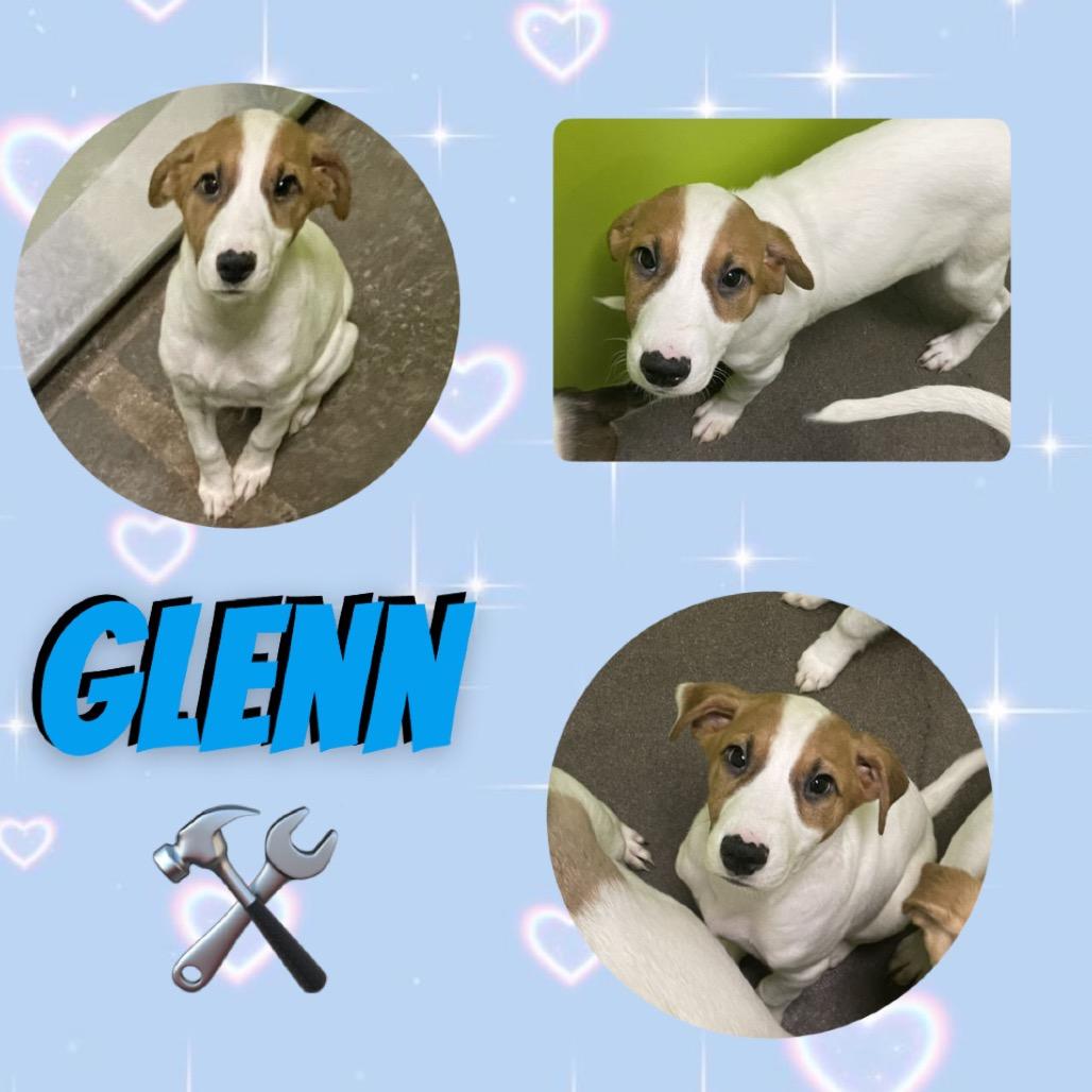 Enlarge Glenn, a Adoptable Great Pyrenees in Spokane, WA image 2/4