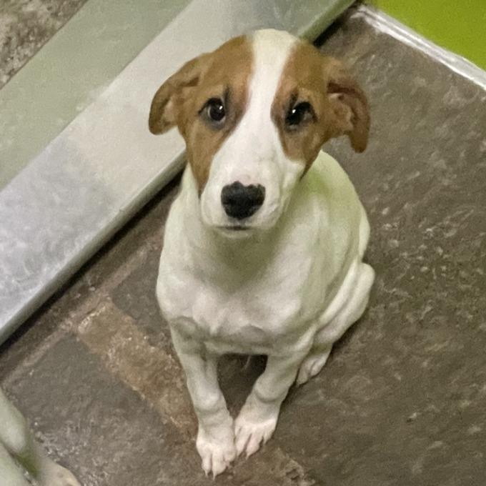 Enlarge Glenn, a Adoptable Great Pyrenees in Spokane, WA image 2/3
