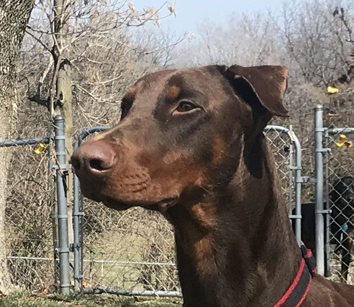 Copper, Adopted, Young Male Doberman Pinscher.