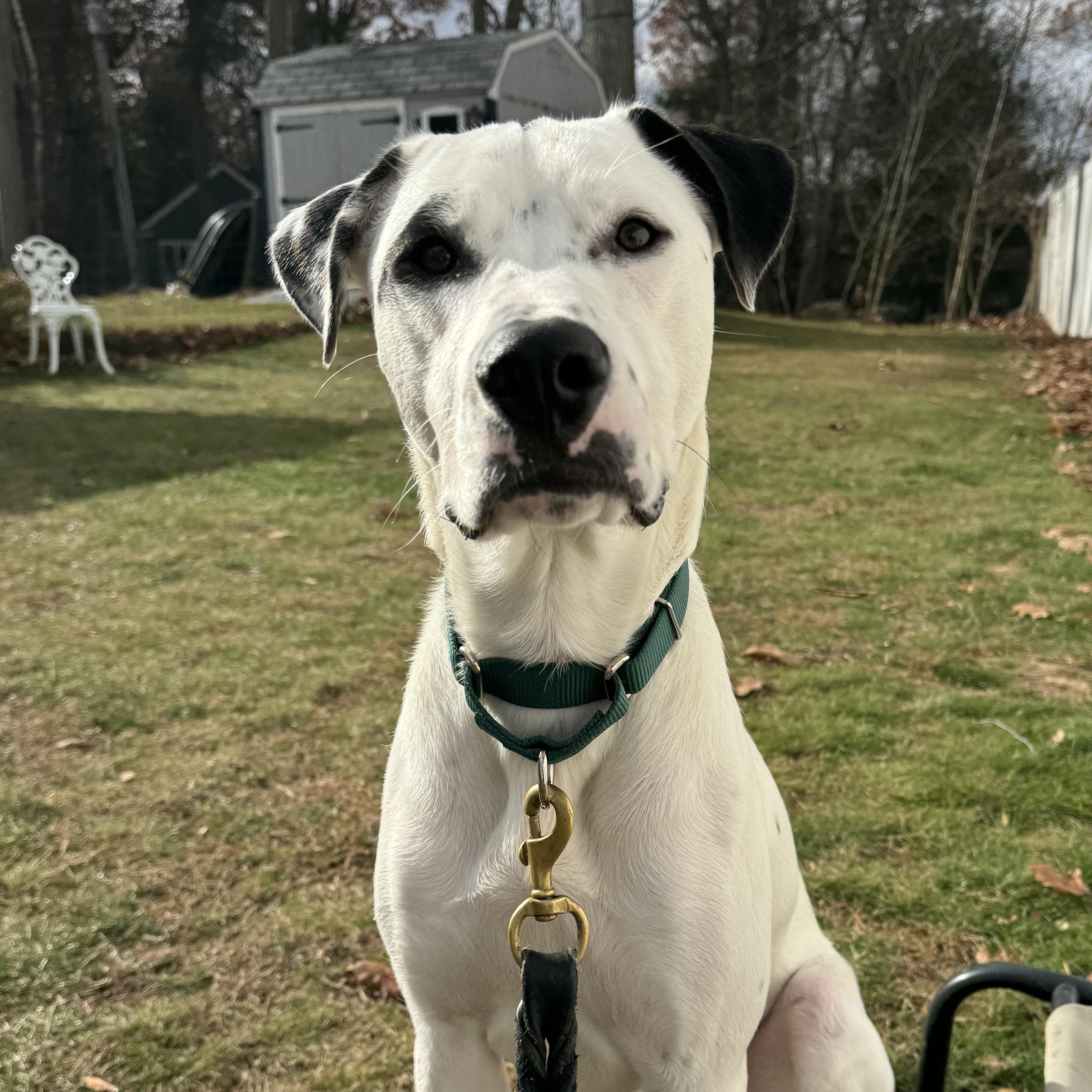 Tebow Tango ~ Local Guy, a Adoptable mixed breed image 1/6