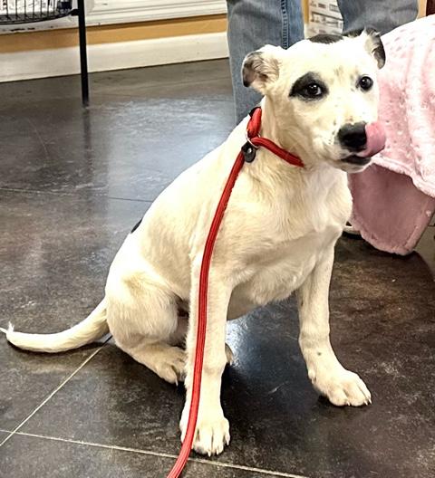 Tebow Tango ~ Local Guy, a Adoptable mixed breed image 2/6