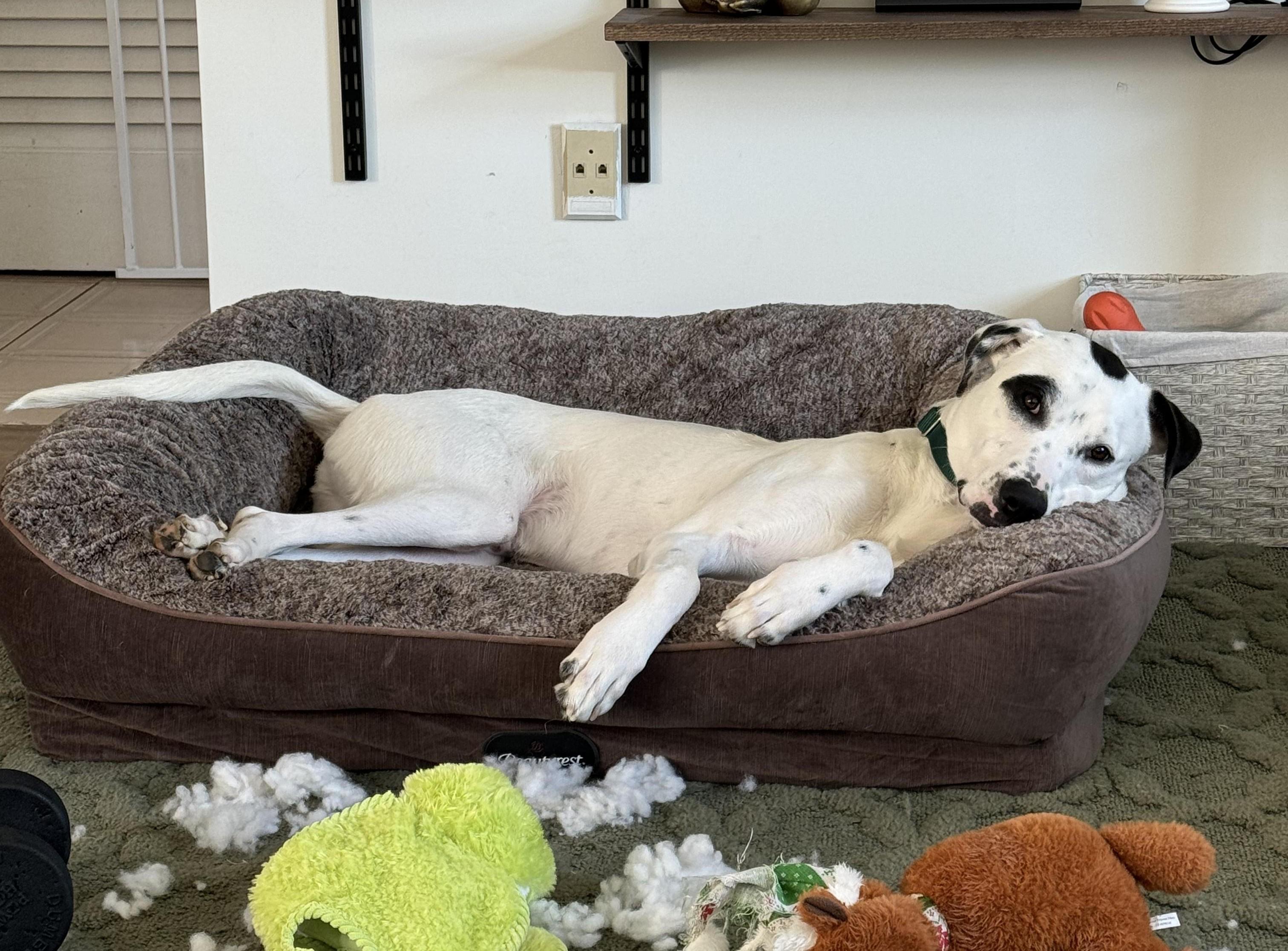 Tebow Tango ~ Local Guy, a Adoptable mixed breed image 3/6