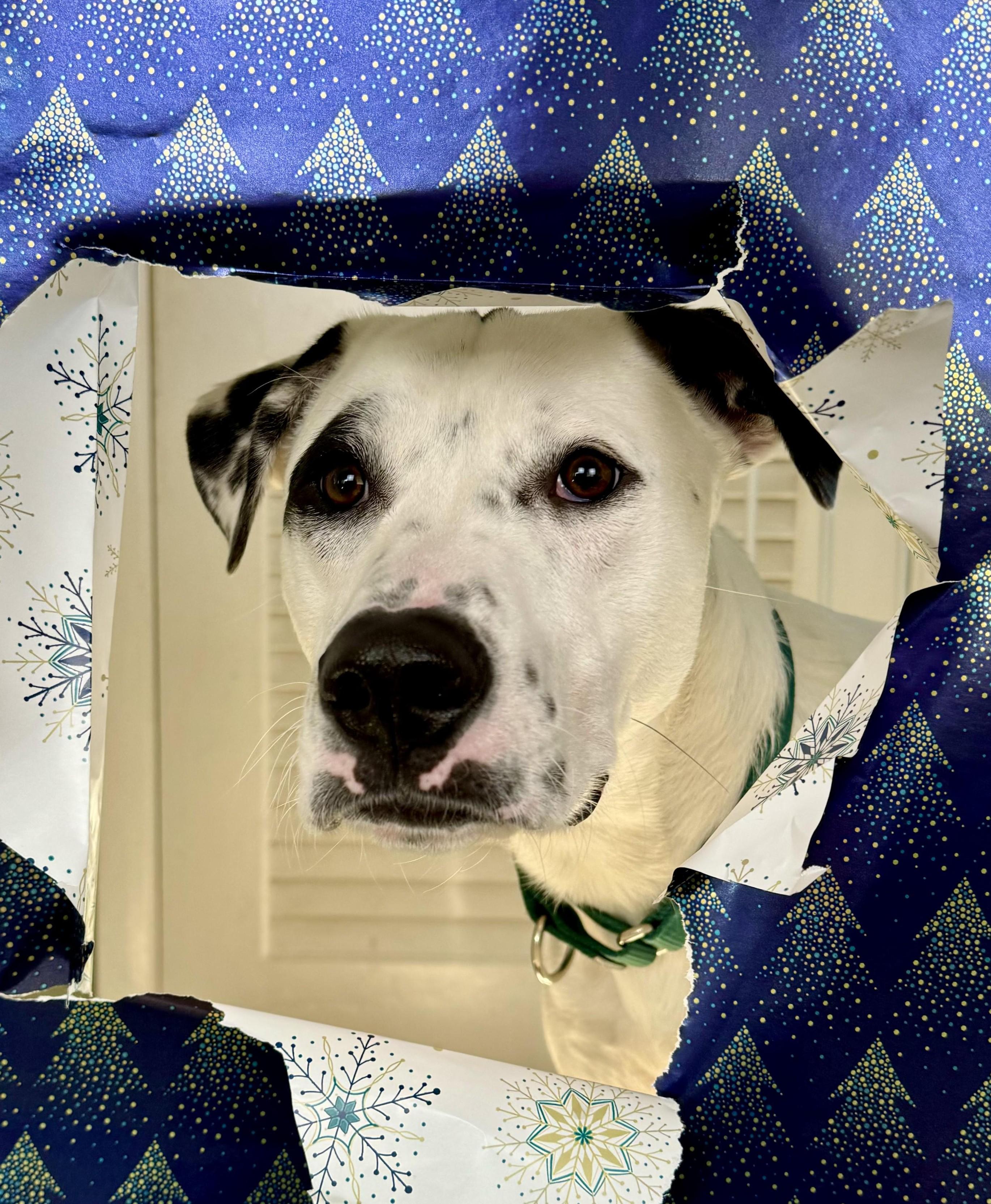 Tebow Tango ~ Local Guy, a Adoptable mixed breed image 4/6