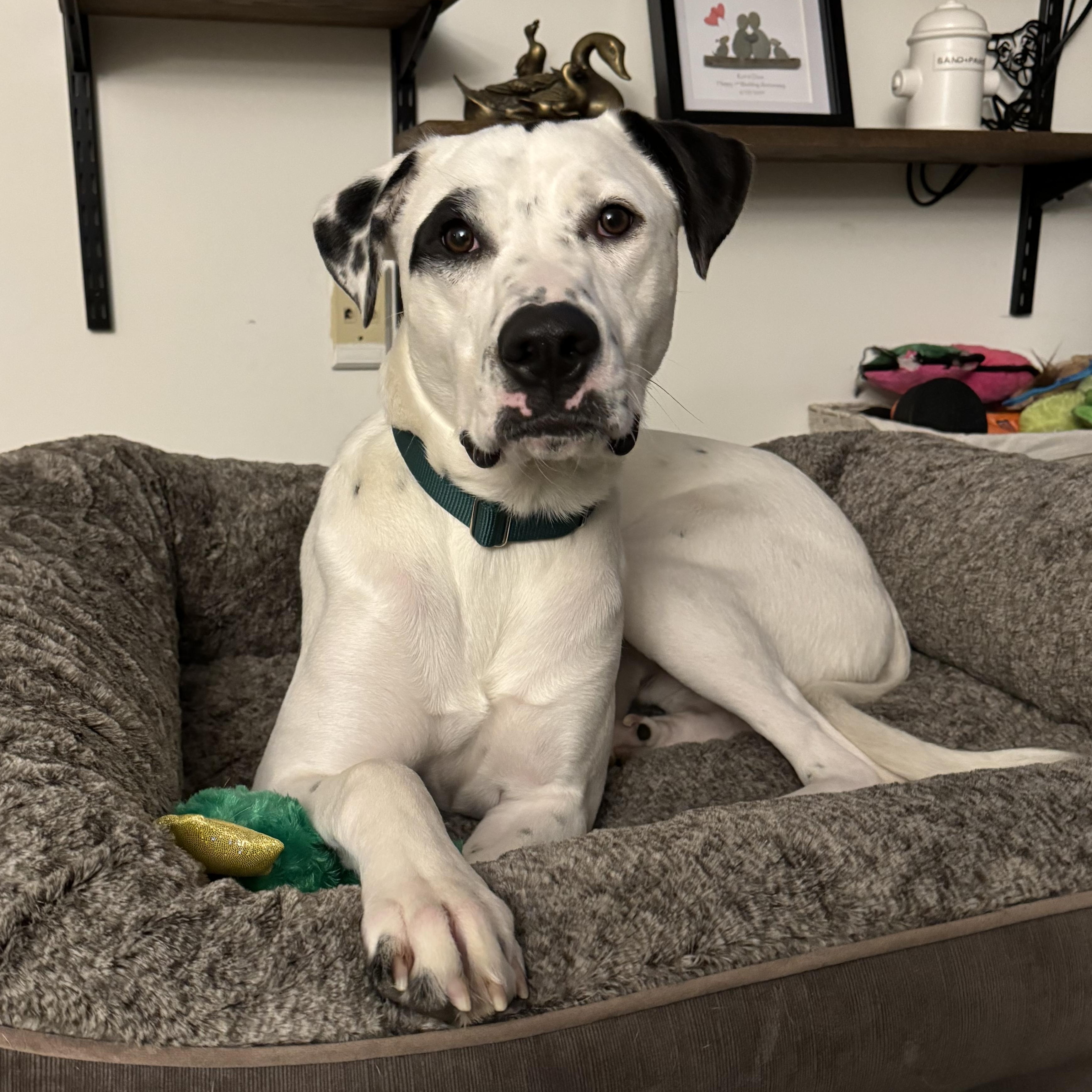 Tebow Tango ~ Local Guy, a Adoptable mixed breed image 5/6