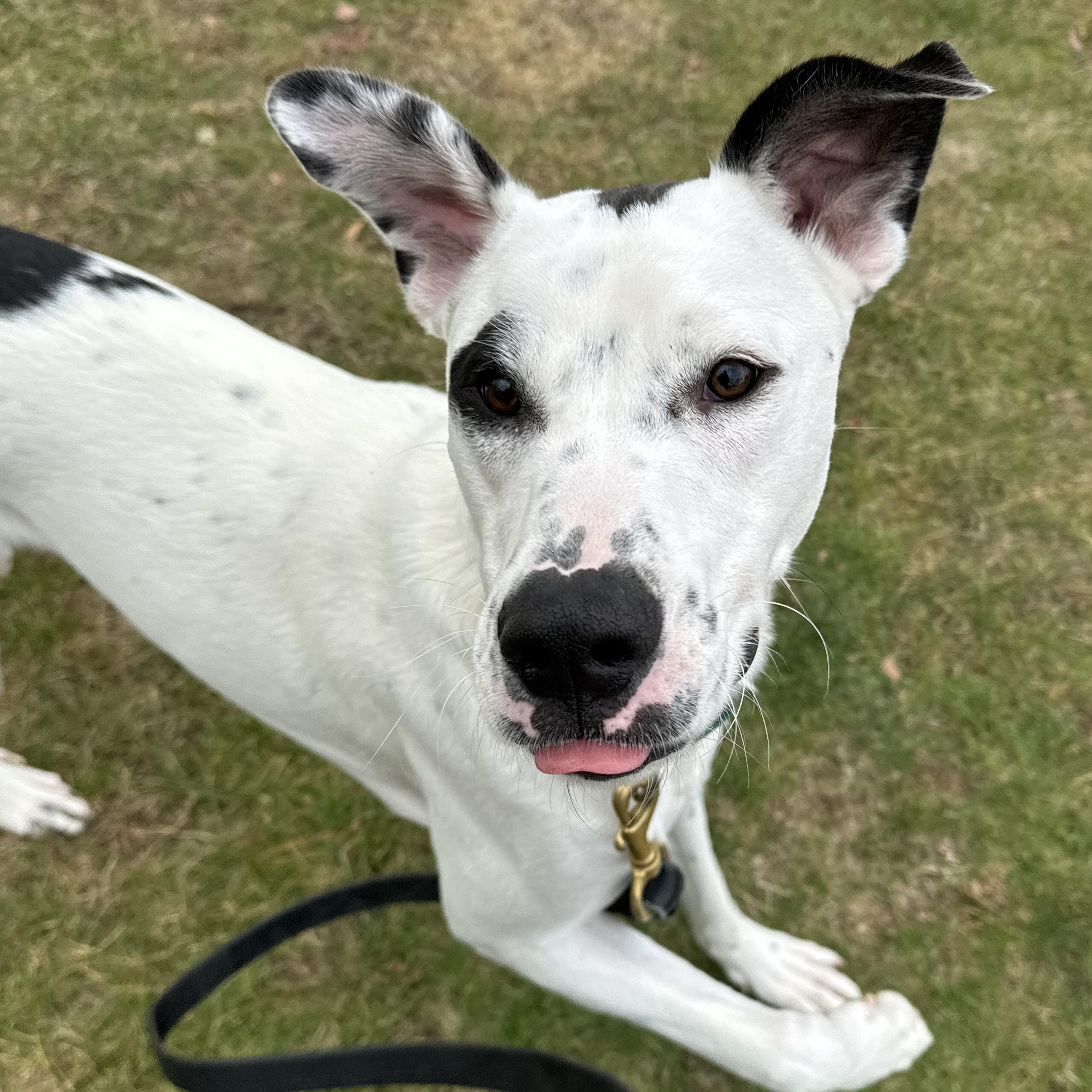 Tebow Tango ~ Local Guy, a Adoptable mixed breed image 6/6