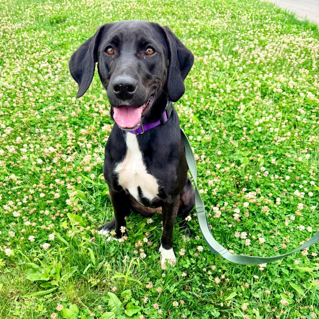 Enlarge Elphaba, a Adoptable mixed breed in La Grange, KY image 1/6