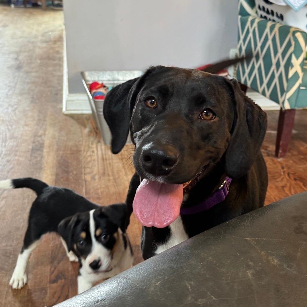 Enlarge Elphaba, a Adoptable mixed breed in La Grange, KY image 6/6