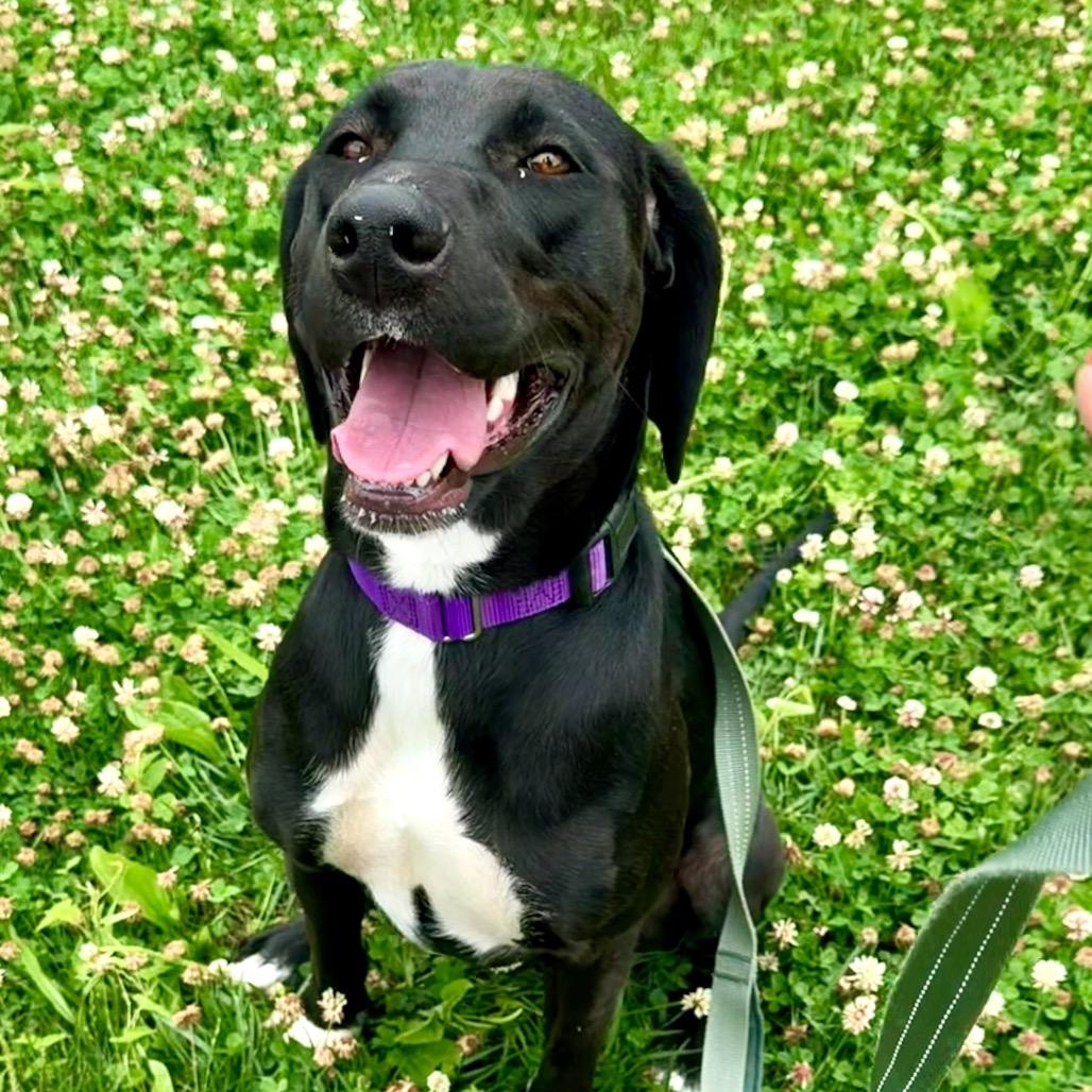 Enlarge Elphaba, a Adoptable mixed breed in La Grange, KY image 4/6