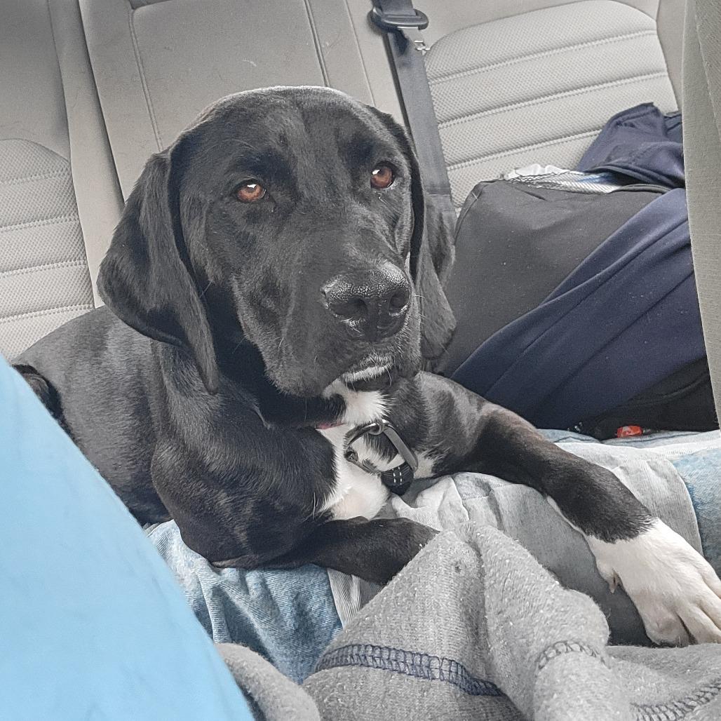 Enlarge Elphaba, a Adoptable mixed breed in La Grange, KY image 2/6
