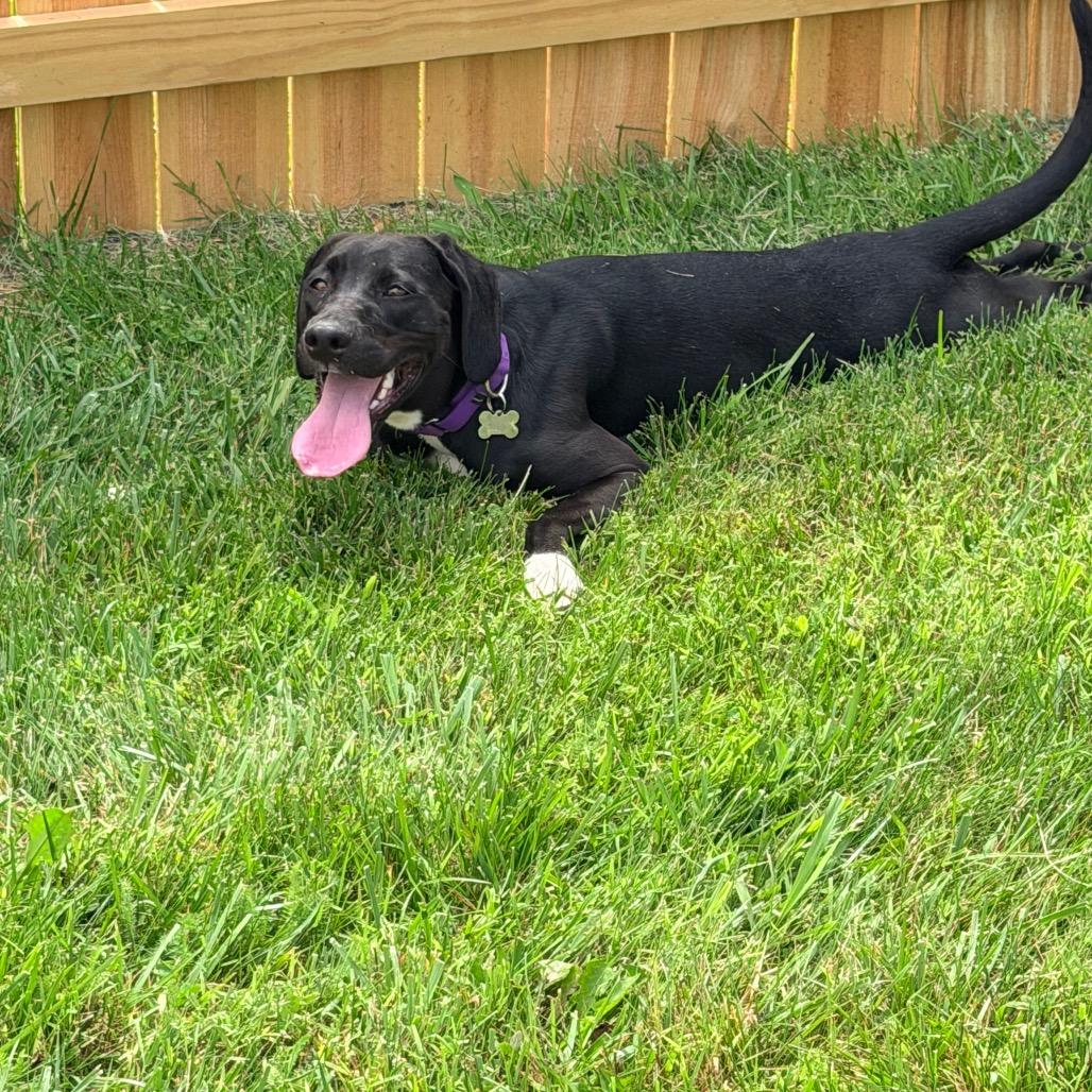 Enlarge Elphaba, a Adoptable mixed breed in La Grange, KY image 5/6