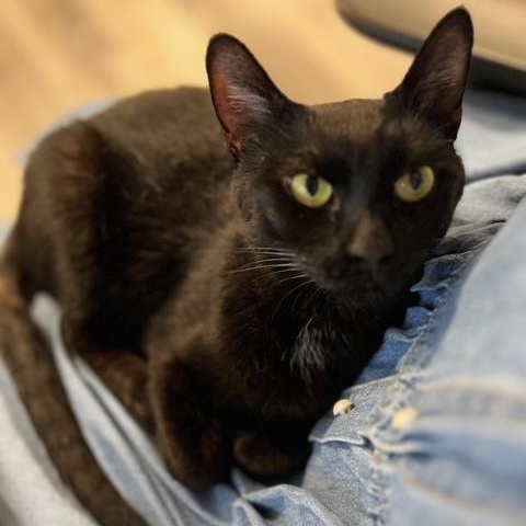 Enlarge Binx, a Adoptable Domestic Short Hair in Brooklyn, NY image 5/6