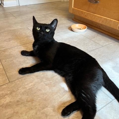 Enlarge Binx, a Adoptable Domestic Short Hair in Brooklyn, NY image 3/6