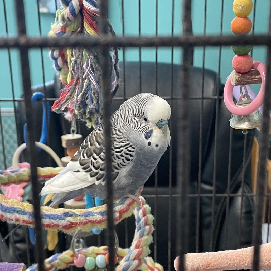 Enlarge Rio, an adopted Parakeet (Other) in Circleville, OH image 1/1