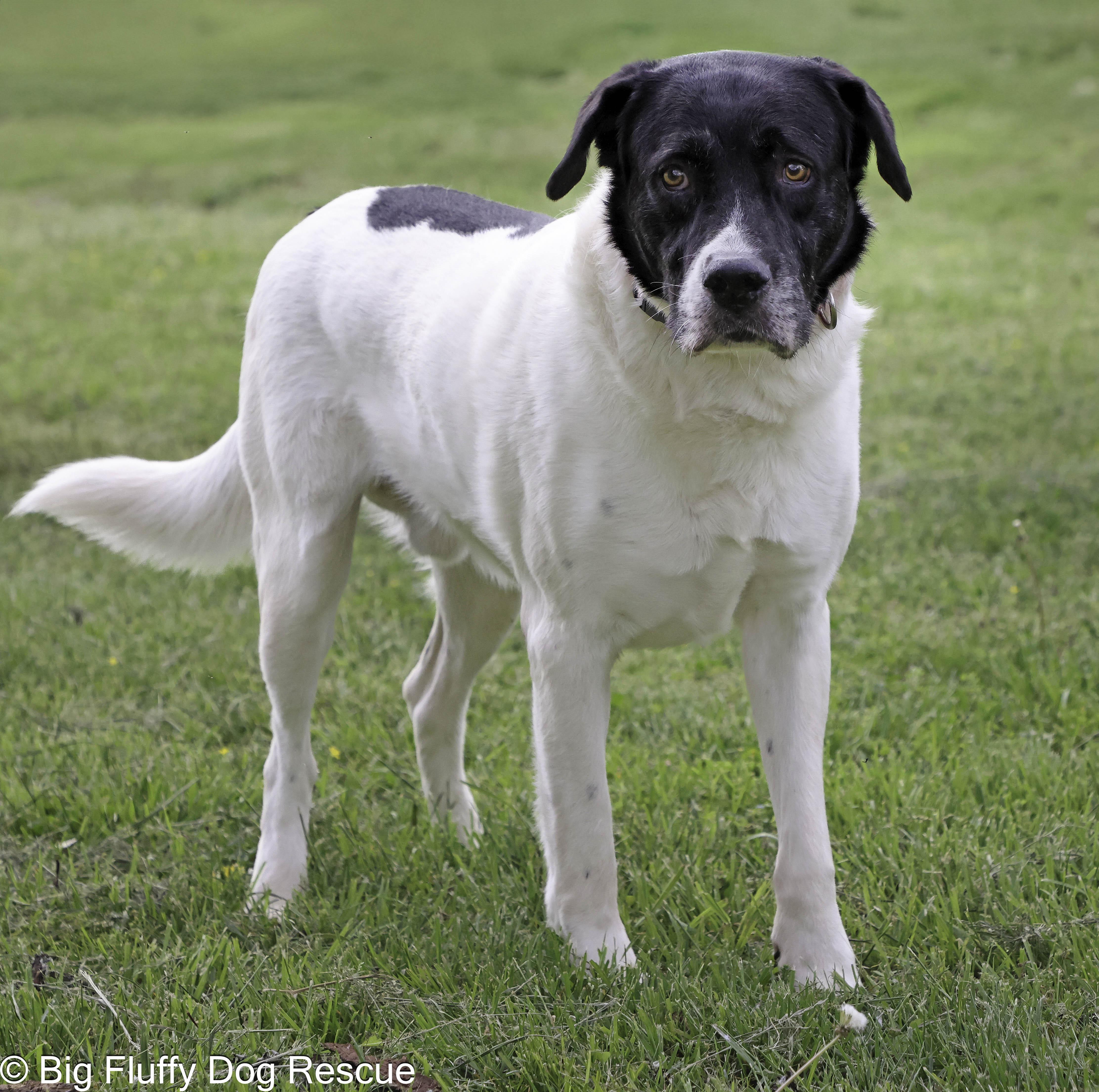 Tiger, a Adoptable mixed breed in Wytheville, VA image 3/3