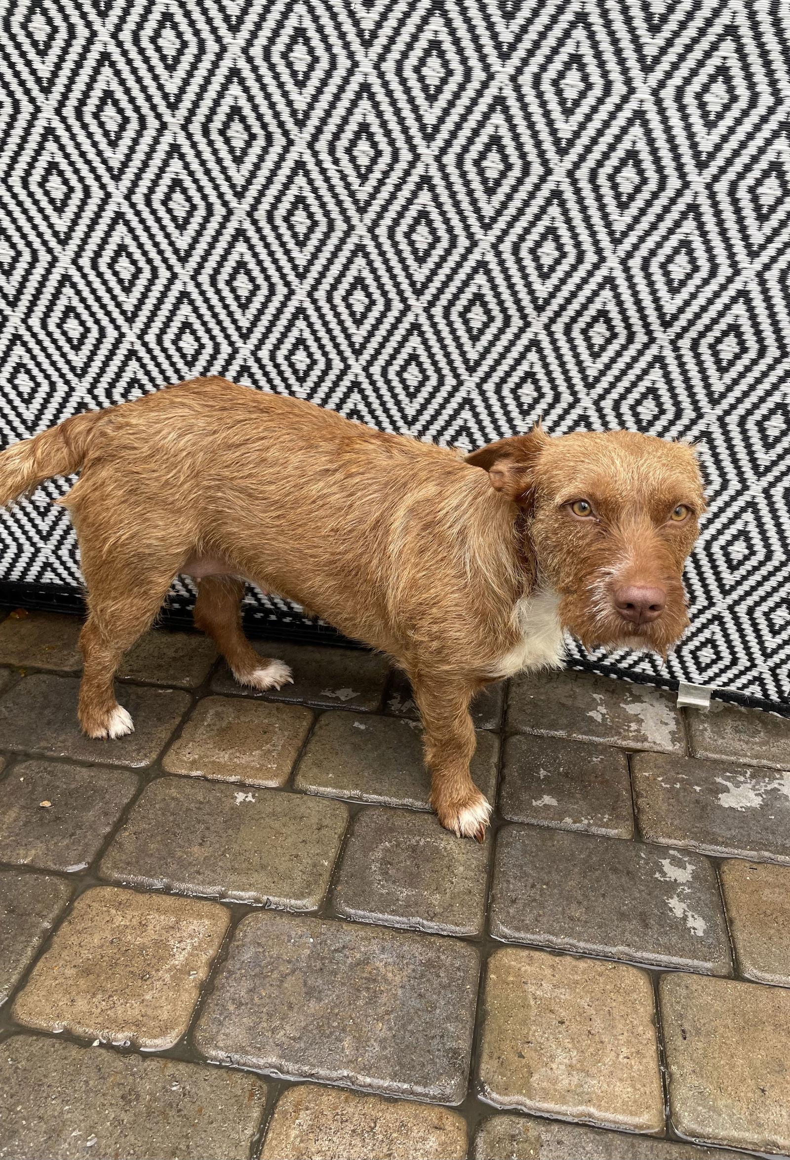Sweetheart, Adoptable, Adult Female Wire Fox Terrier.