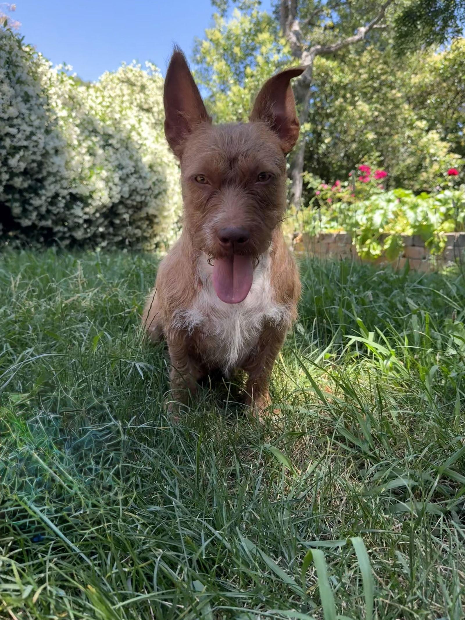 Enlarge Sweetheart, a Adoptable Wire Fox Terrier in Chico, CA image 2/3