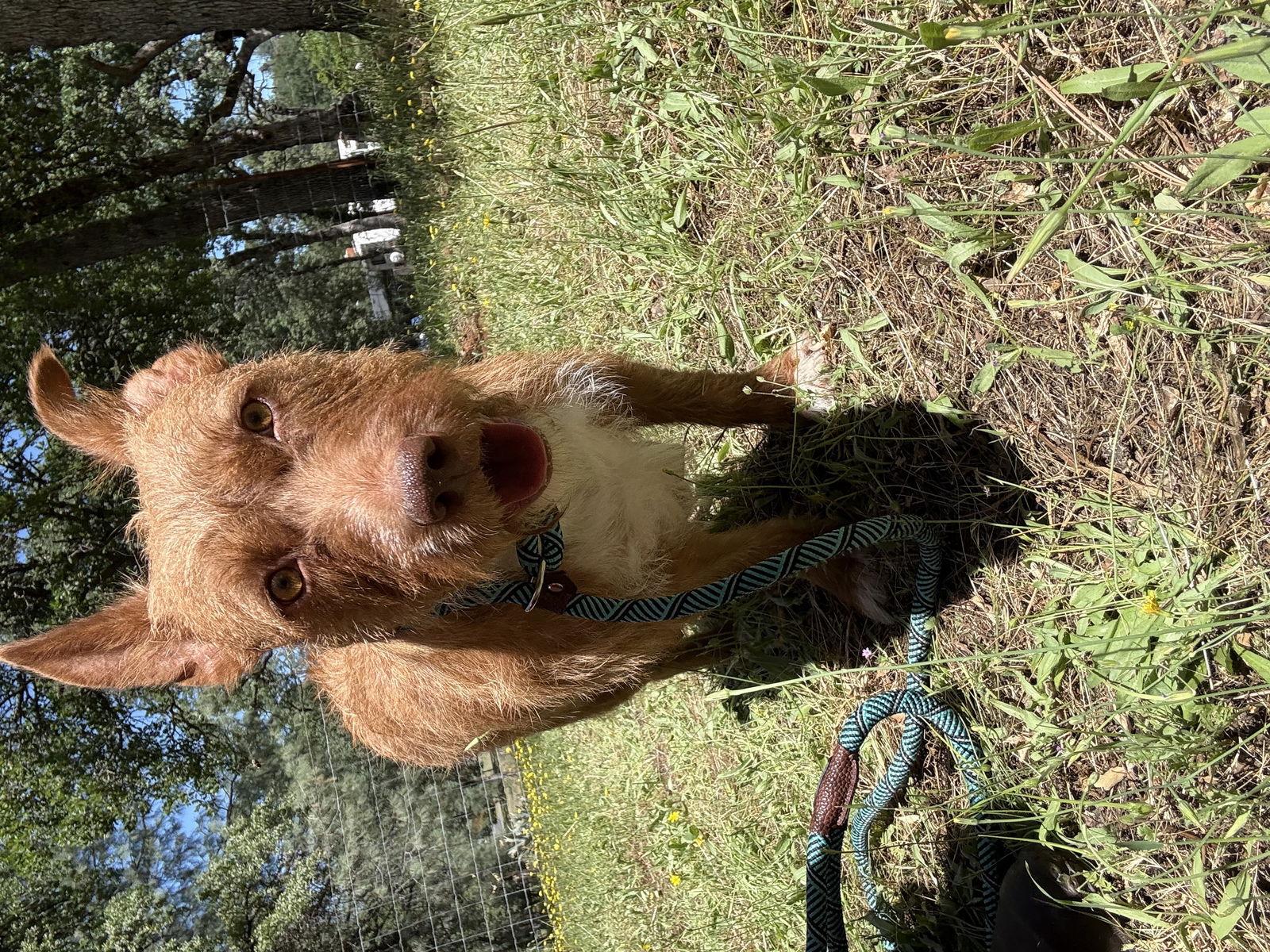 Enlarge Sweetheart, a Adoptable Wire Fox Terrier in Chico, CA image 3/3