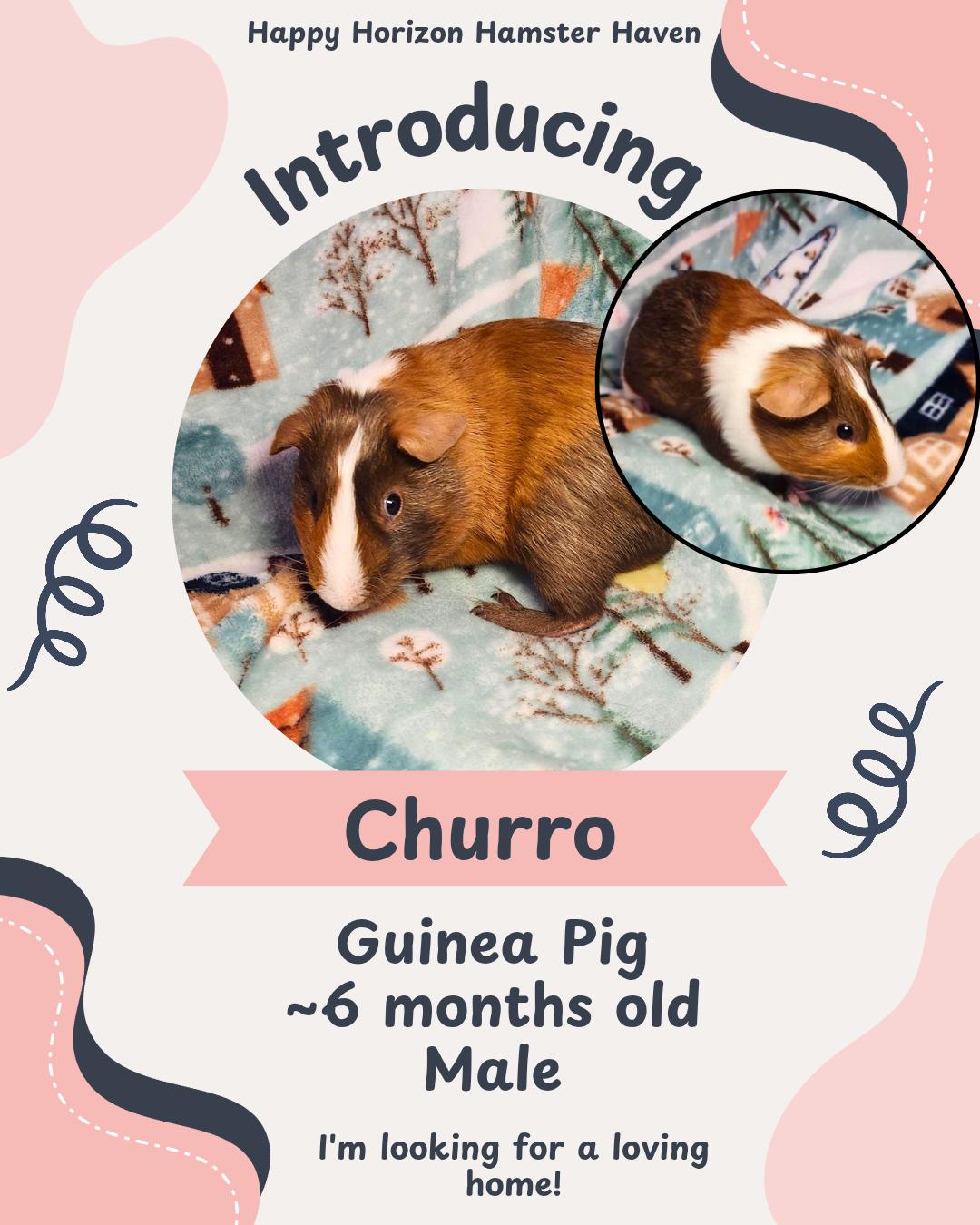 Churro, ADOPTABLE, Young Male Guinea Pig.