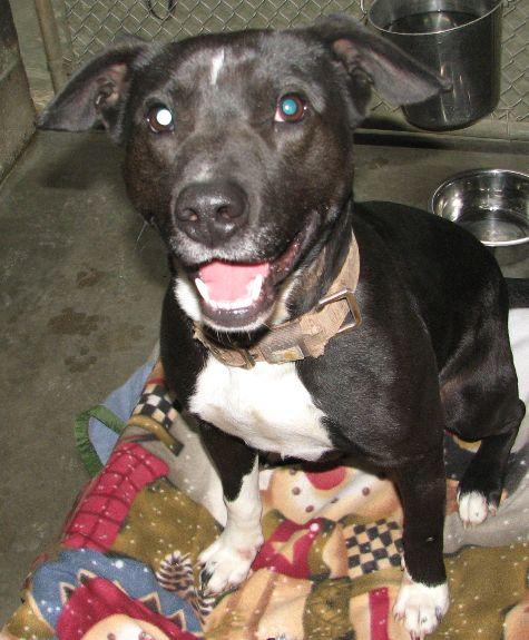 Enlarge Kong, a ADOPTABLE mixed breed in Lawrenceburg, KY image 6/6