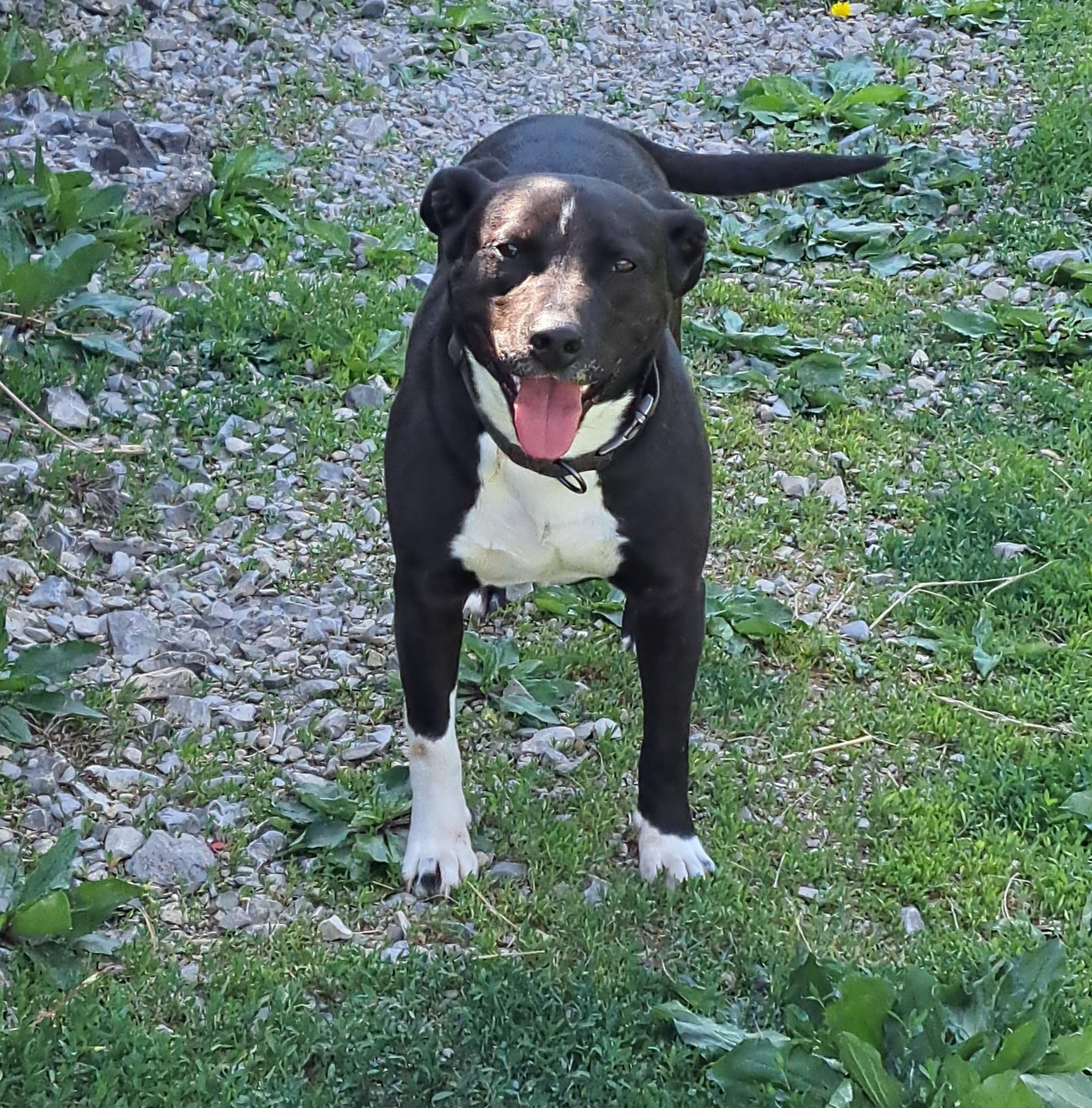 Kong, ADOPTABLE, Adult Male Pit Bull Terrier & Cattle Dog.