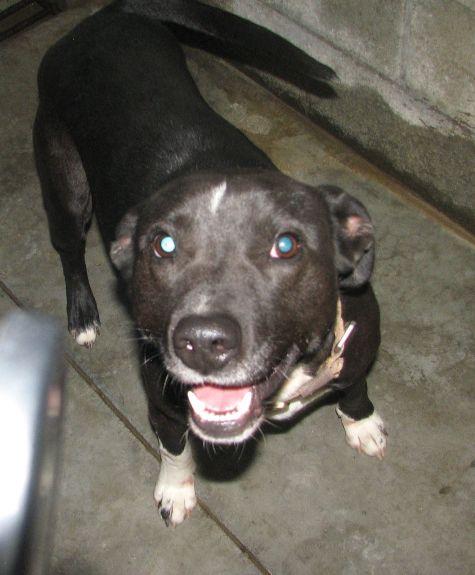 Enlarge Kong, a ADOPTABLE mixed breed in Lawrenceburg, KY image 5/6