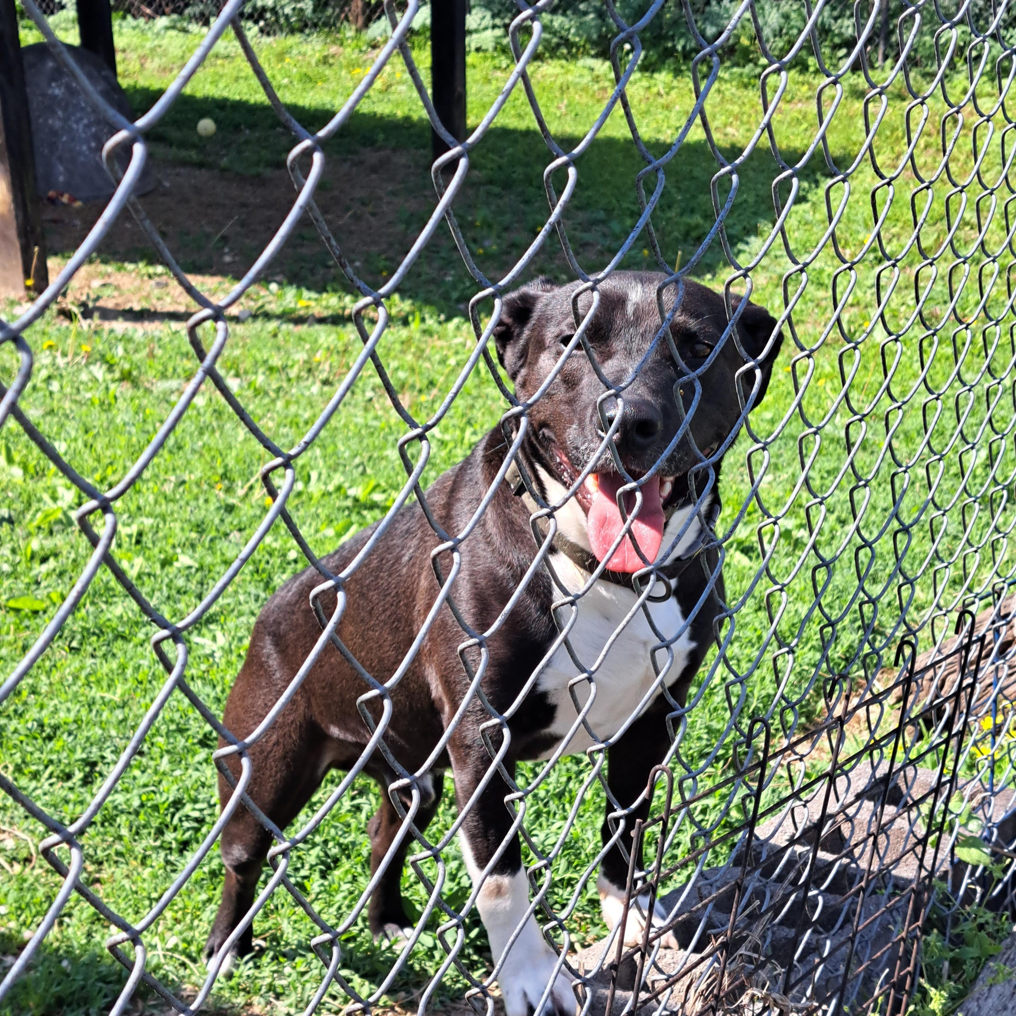 Enlarge Kong, a ADOPTABLE mixed breed in Lawrenceburg, KY image 3/6