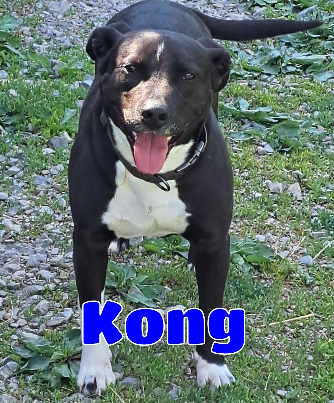 Kong, ADOPTABLE, Adult Male Pit Bull Terrier & Cattle Dog.