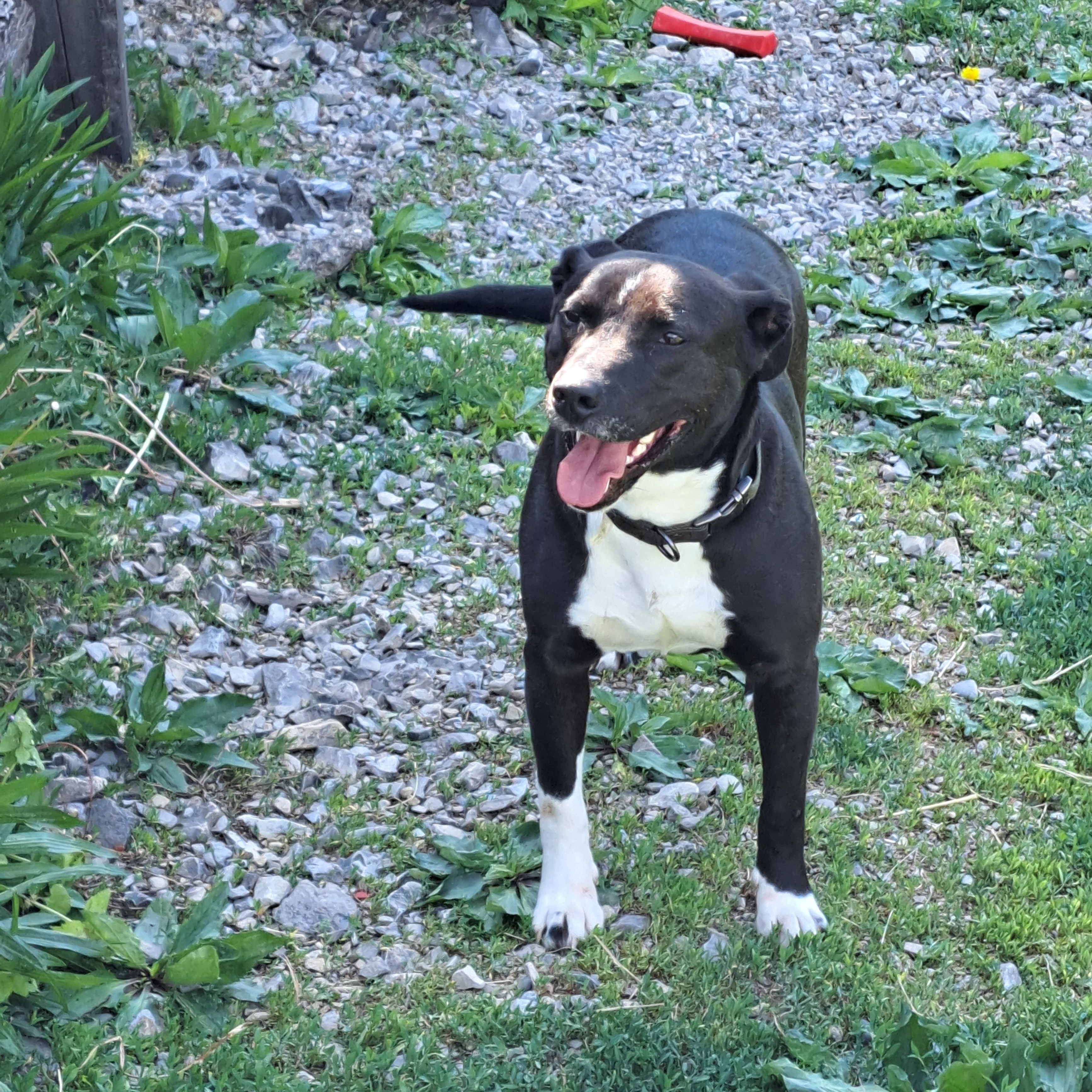 Enlarge Kong, a ADOPTABLE mixed breed in Lawrenceburg, KY image 6/6