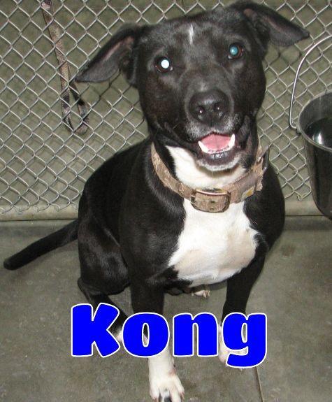 Kong, ADOPTABLE, Adult Male Labrador Retriever & Pit Bull Terrier.