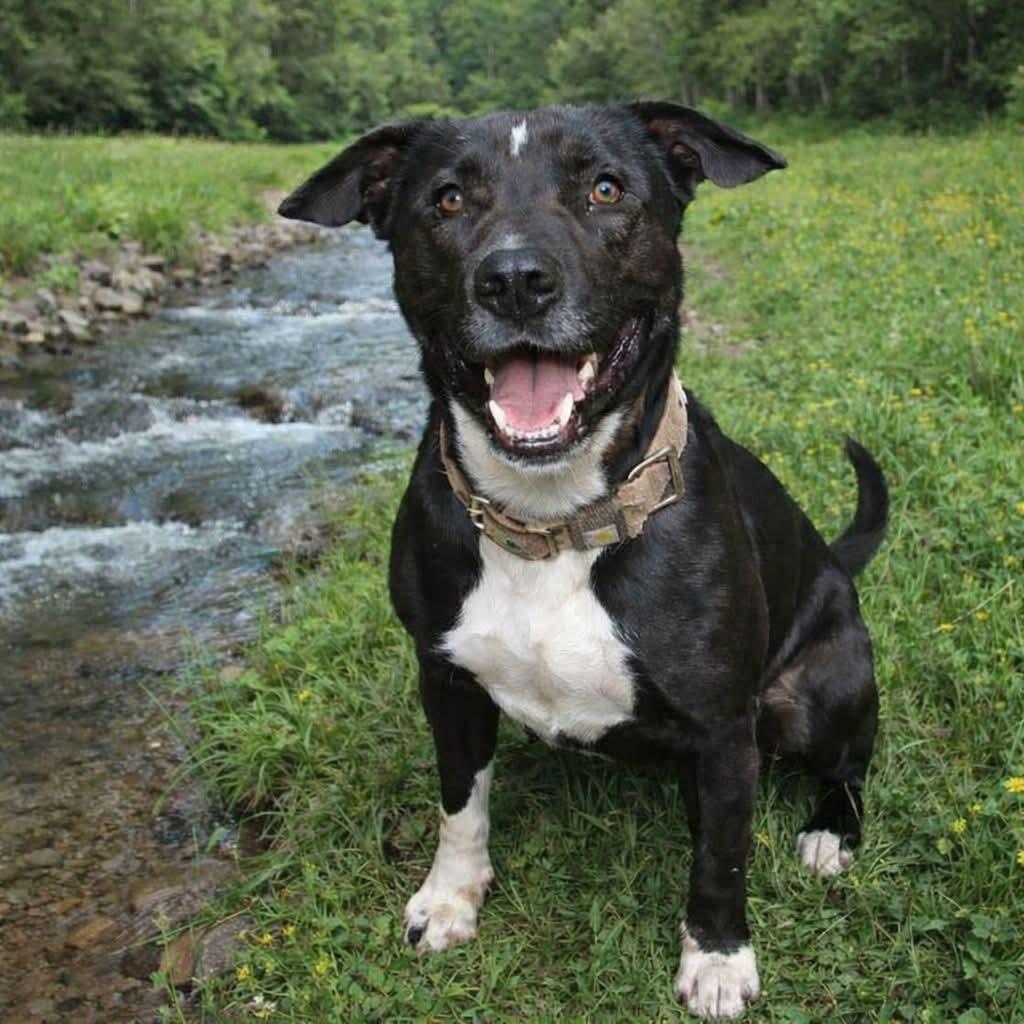 Enlarge Kong, a ADOPTABLE mixed breed in Lawrenceburg, KY image 2/6