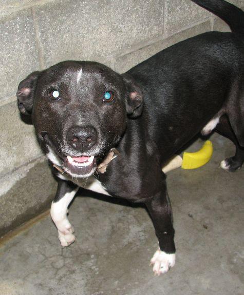 Enlarge Kong, a ADOPTABLE mixed breed in Lawrenceburg, KY image 4/6