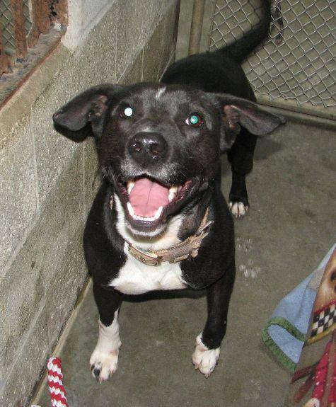 Enlarge Kong, a ADOPTABLE mixed breed in Lawrenceburg, KY image 3/6