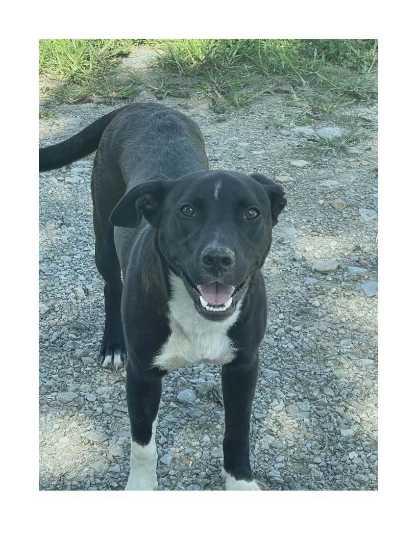 Kong, ADOPTABLE, Adult Male Labrador Retriever & Pit Bull Terrier.