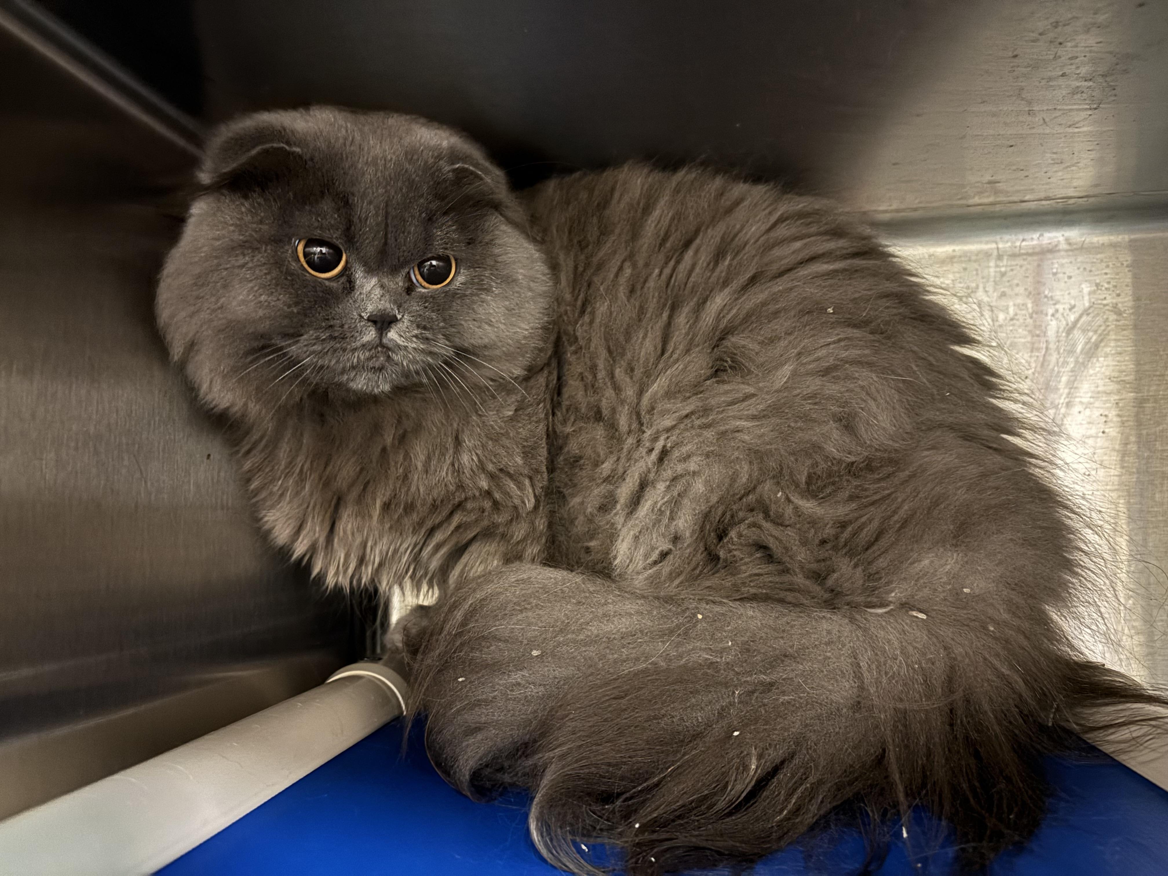 Alice CH-176/26, Adoptable, Adult Female Scottish Fold.