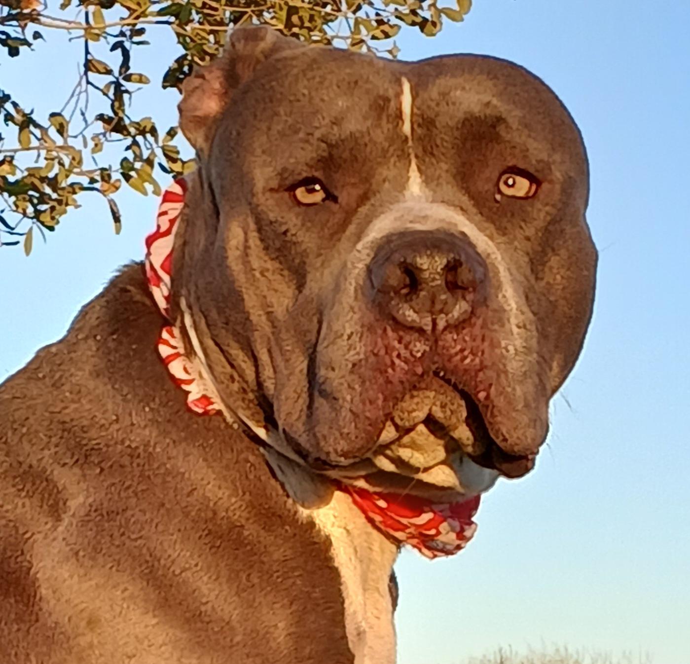 Enlarge Antonia: A sweet pup destined to bring joy to your life! (BC-1951143), a Adoptable mixed breed in Vancouver, BC image 3/6