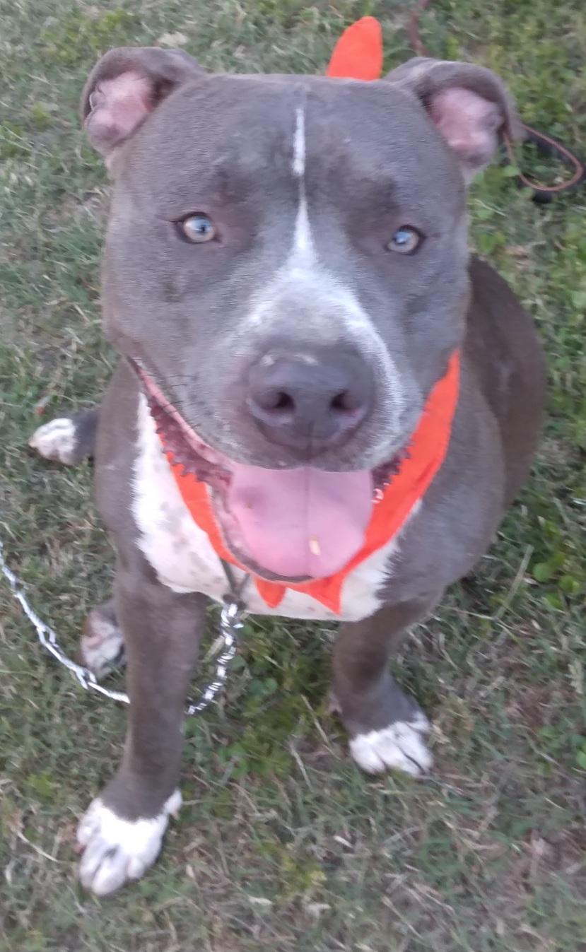 Antonia: A sweet pup destined to bring joy to your life! (BC-1951143) photo 4