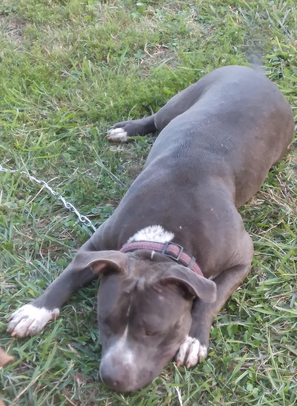 Antonia: A sweet pup destined to bring joy to your life! (BC-1951143) photo 3