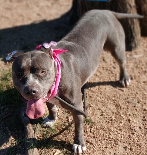 Antonia: A sweet pup destined to bring joy to your life! (BC-1951143)