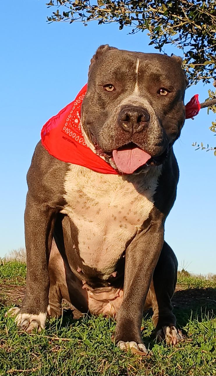 Antonia: A sweet pup destined to bring joy to your life! (BC-1951143) photo 2