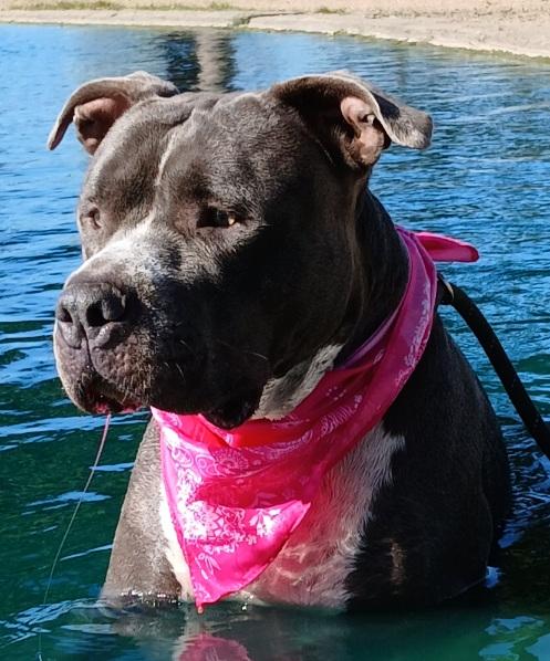 Enlarge Antonia: A sweet pup destined to bring joy to your life! (BC-1951143), a Adoptable mixed breed in Vancouver, BC image 1/6