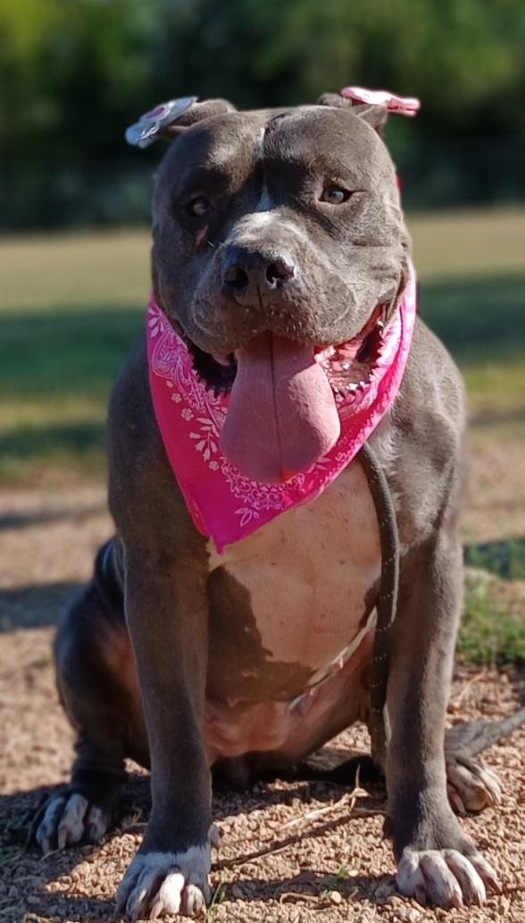 Enlarge Antonia: A sweet pup destined to bring joy to your life! (BC-1951143), a Adoptable mixed breed in Vancouver, BC image 2/6