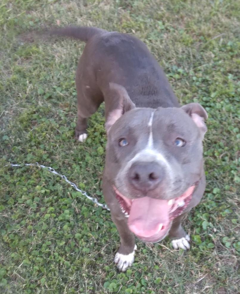 Antonia: A sweet pup destined to bring joy to your life! (BC-1951143) photo 5