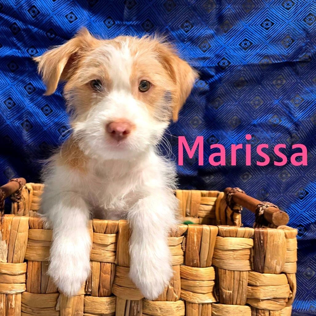 Marissa, ADOPTABLE, Puppy Female Mixed Breed.