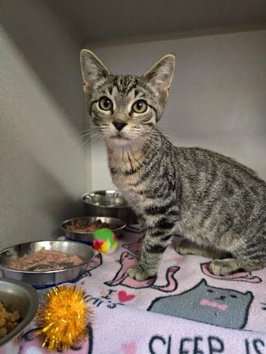 Marlin, Adoptable, Young Male Domestic Short Hair.