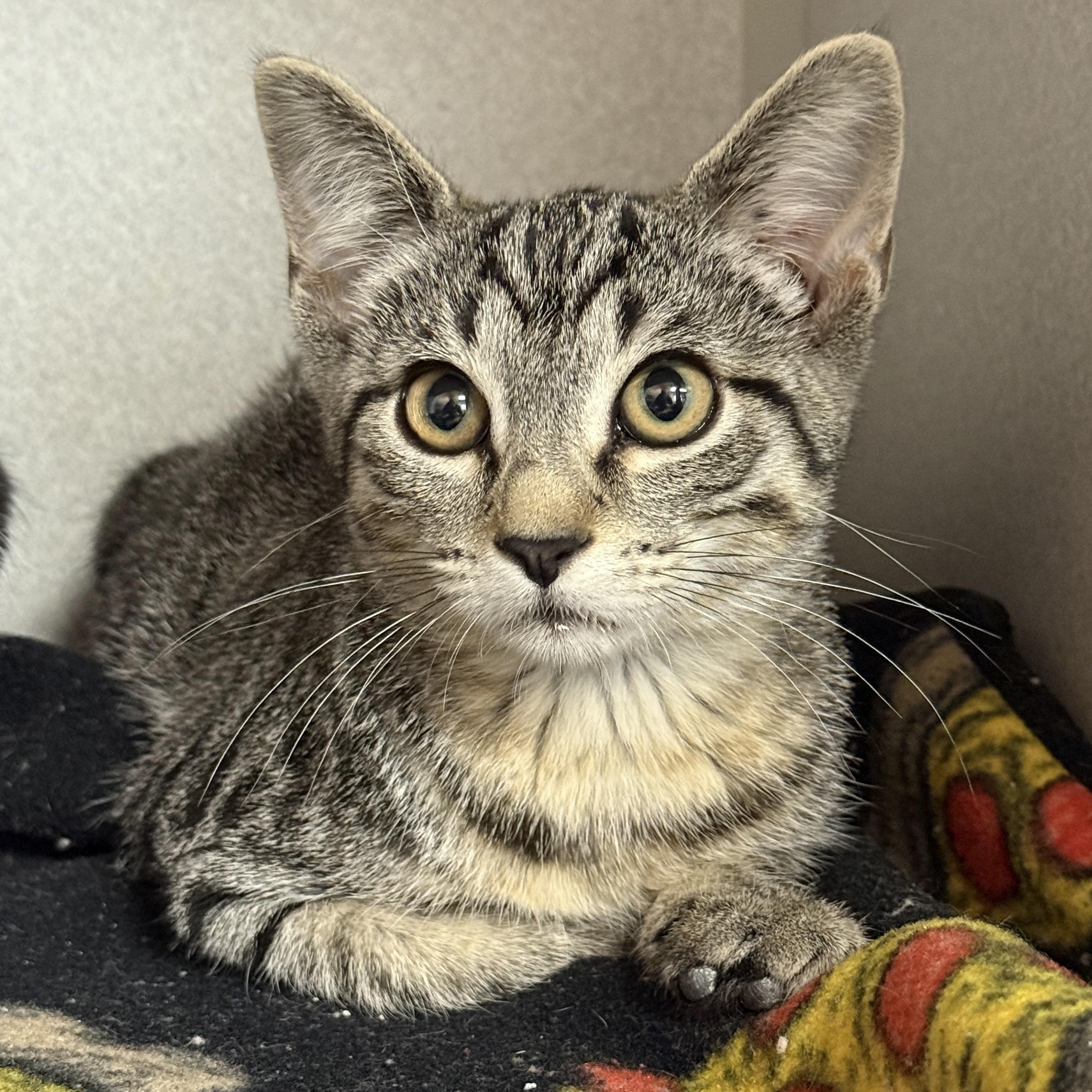Enlarge Marlin, a Adoptable Domestic Short Hair in Des Moines, IA image 3/3