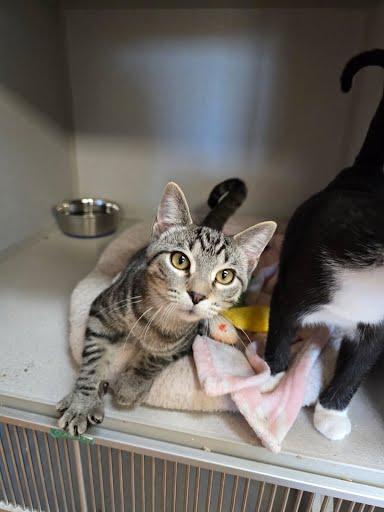Enlarge Marlin, a Adoptable Domestic Short Hair in Des Moines, IA image 2/3