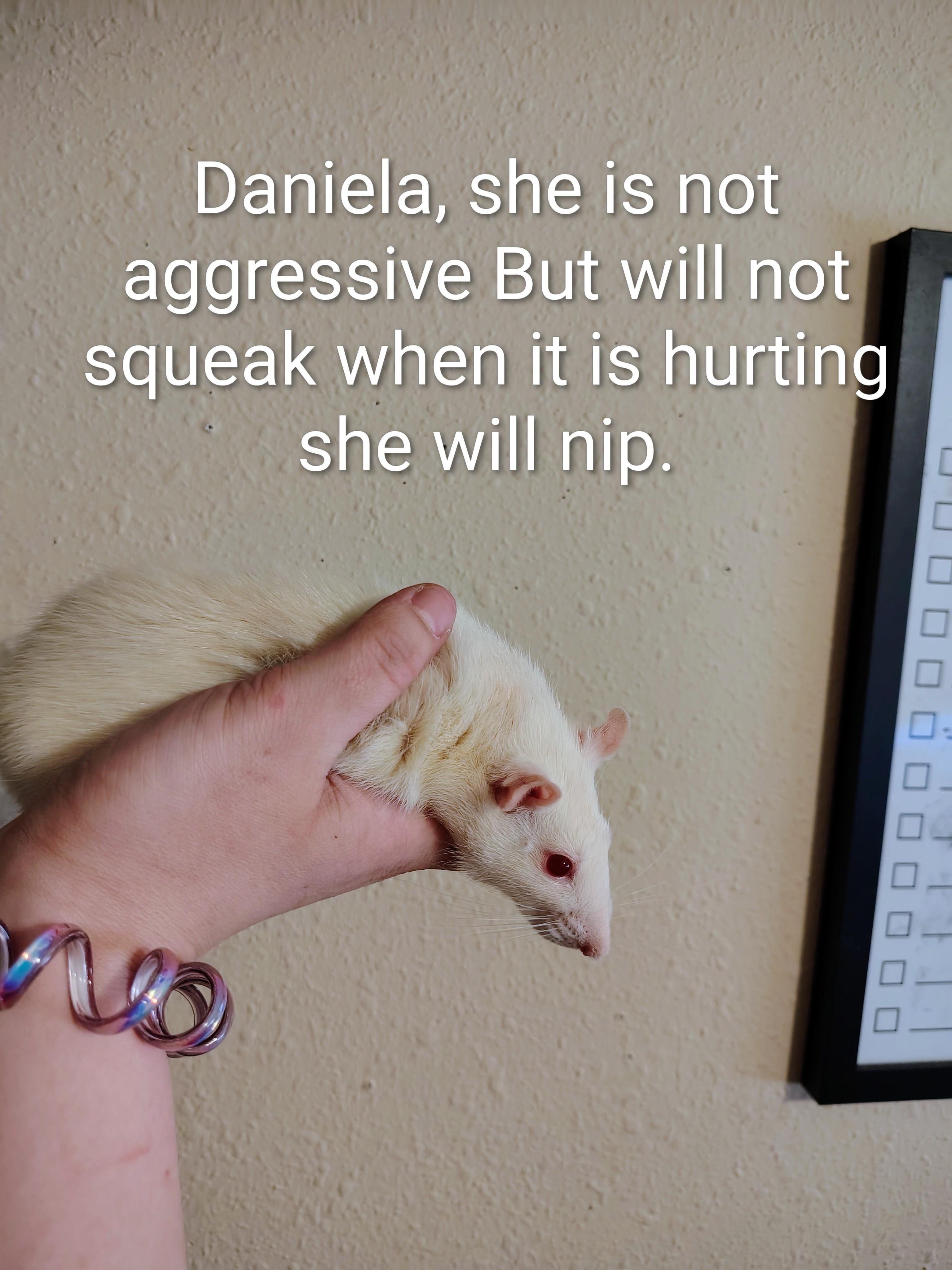 **COURTESY LISTING** Daniella, ADOPTABLE, Adult Female Rat.