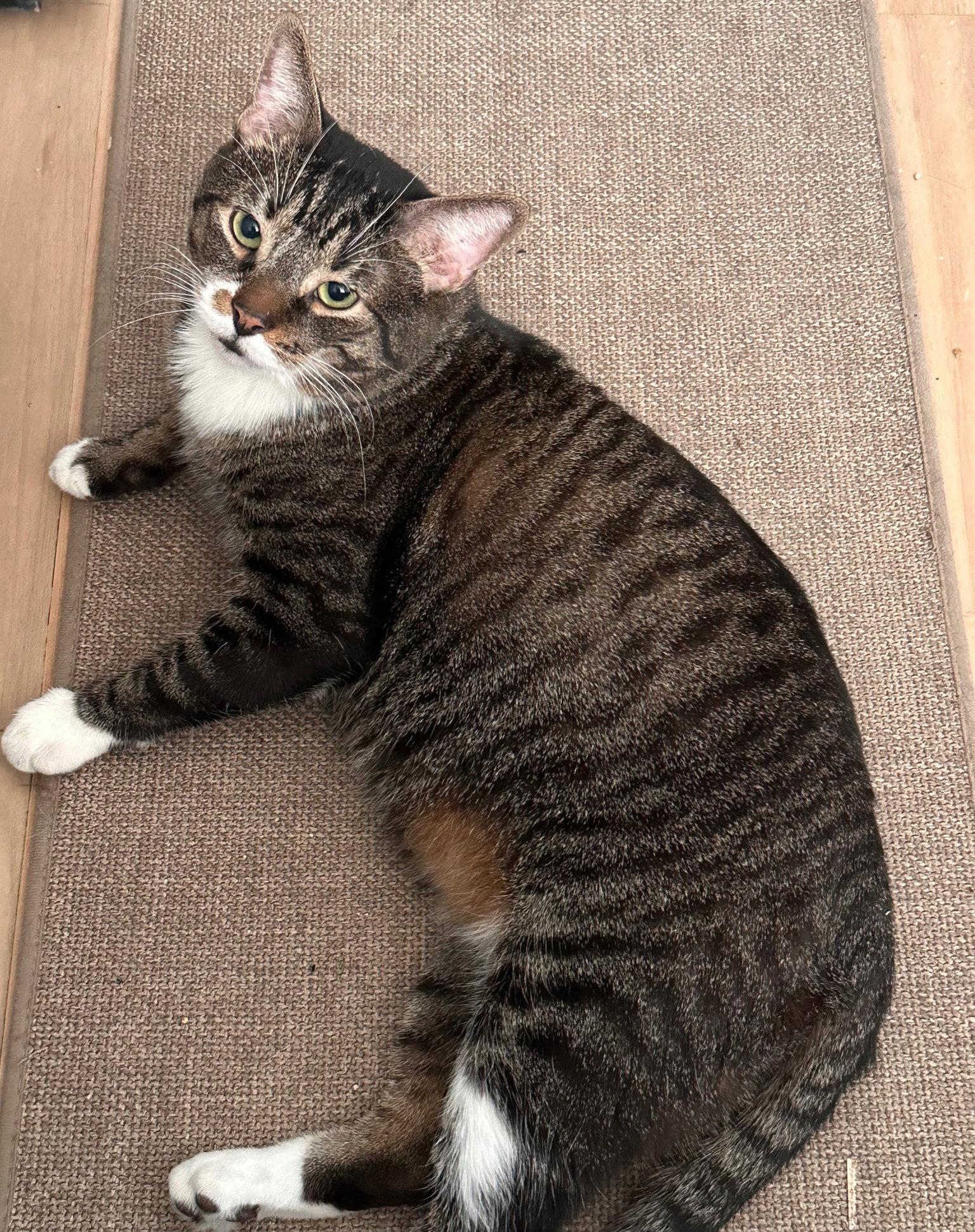 Kitty bats 2 years male, Adoptable, Young Male Domestic Short Hair.