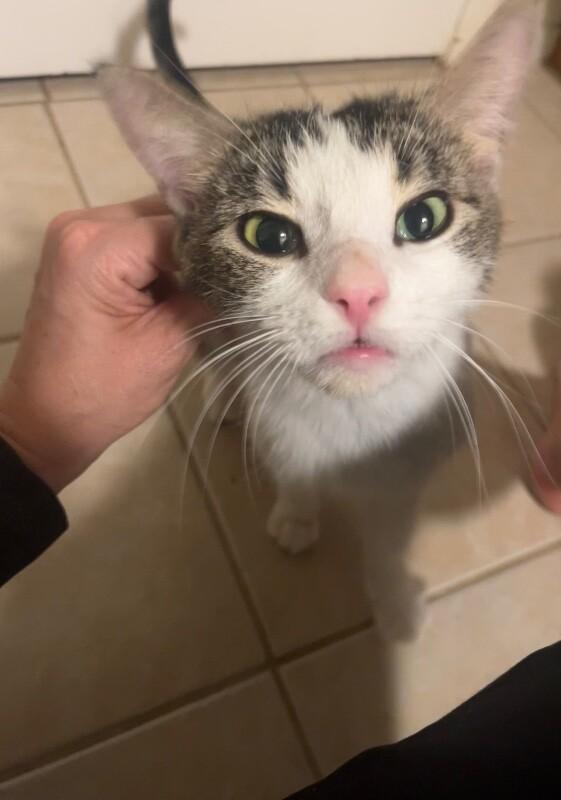 Noodle💗Noodle litter, Adoptable, Young Female Tabby.