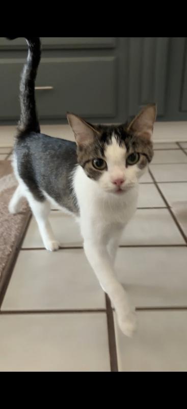 Noodle, a Adoptable mixed breed in Anthem, AZ image 2/6